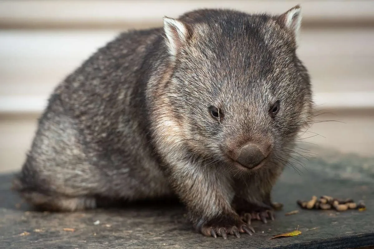 primo piano wombat comune Tasmania