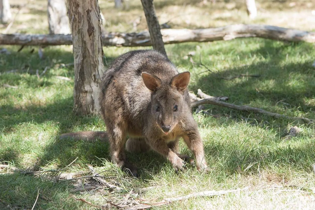 primo piano pademelon di bennet tasmania mentre passeggia