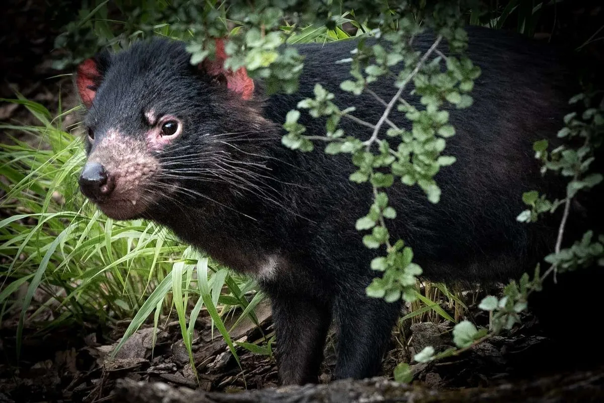 primo piano Diavolo della Tasmania nel suo habitat