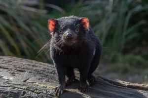 Diavolo della Tasmania simbolo della nazione, nel suo habitat sopra un tronco di albero caduto