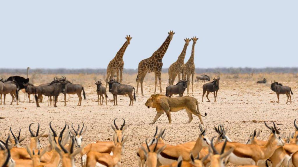 Gran Tour della Namibia